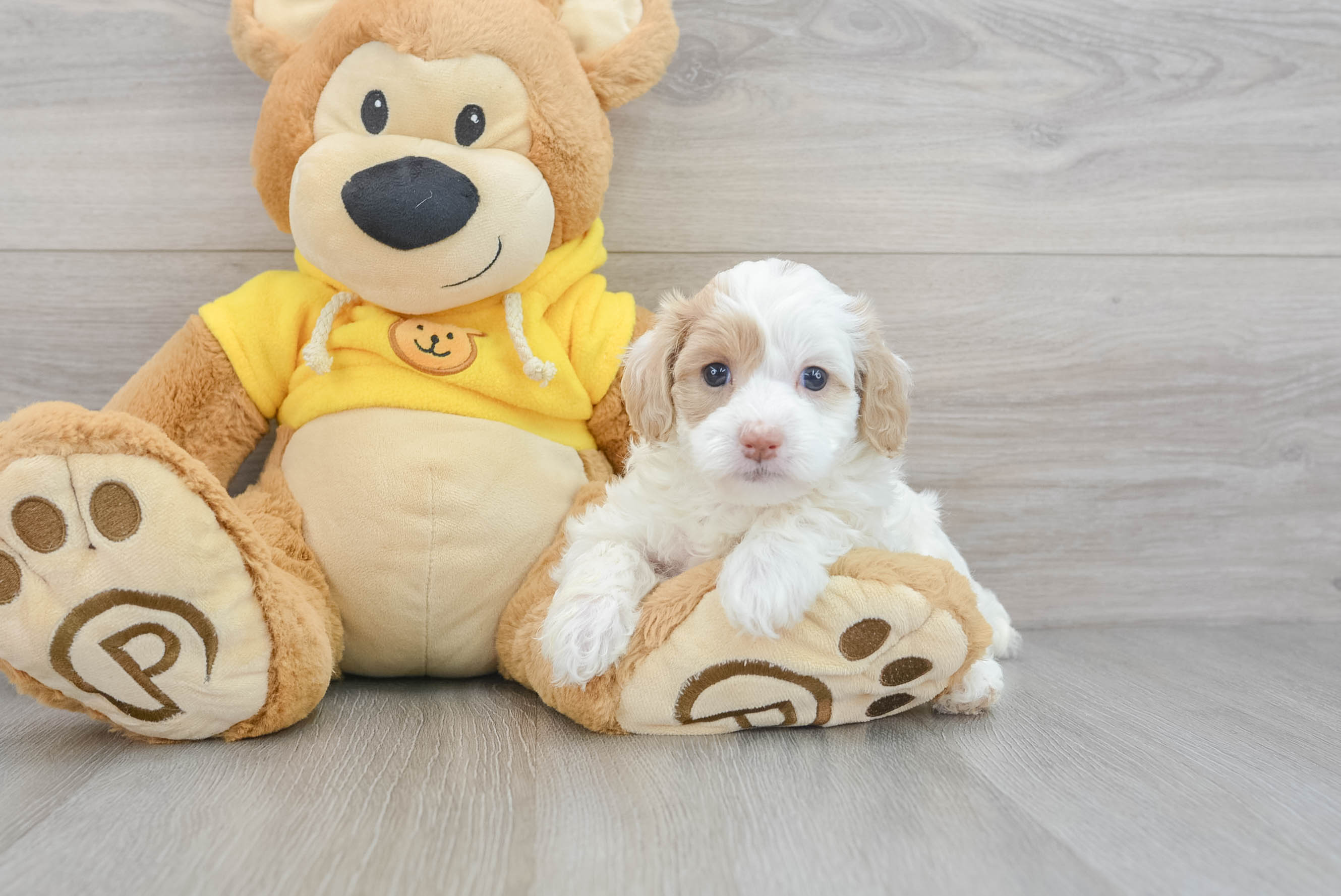 Sweet Maltipoo Baby