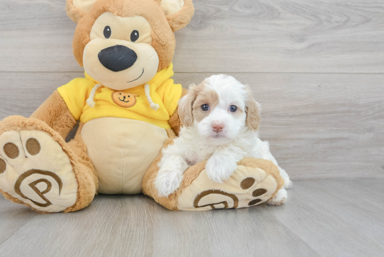 Sweet Maltipoo Baby