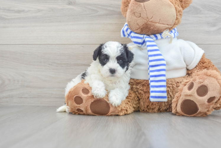 Fluffy Maltipoo Poodle Mix Pup