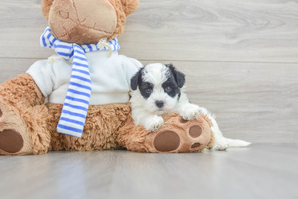 Maltipoo Puppy for Adoption