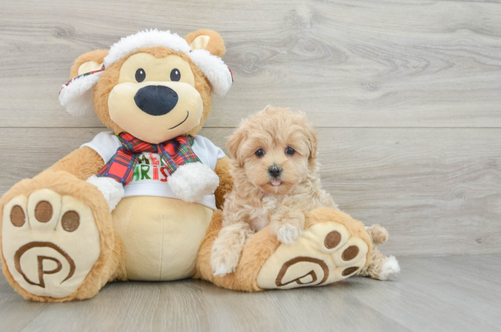 6 week old Maltipoo Puppy For Sale - Premier Pups