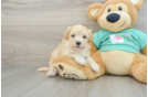 Cute Maltipoo Baby