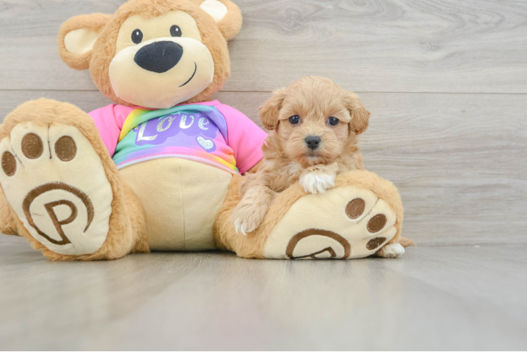 Maltipoo Puppy for Adoption