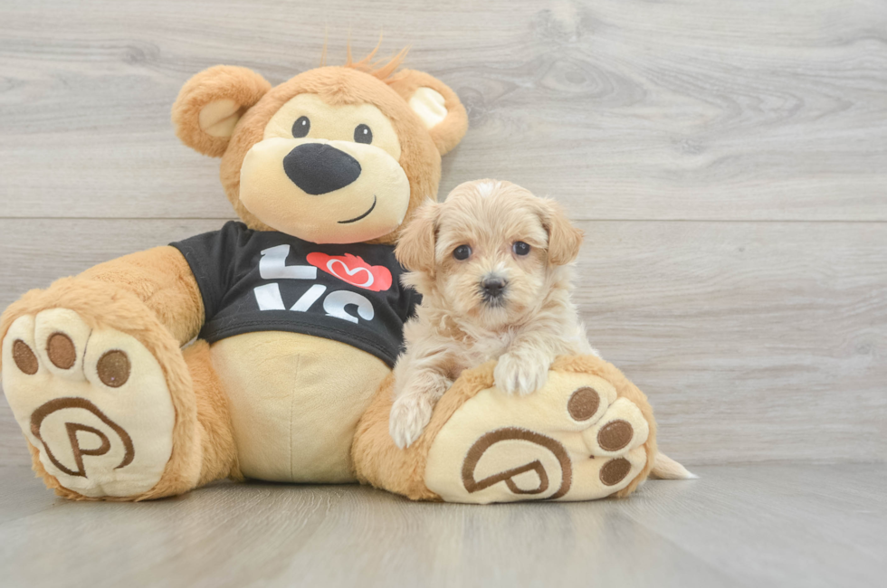 6 week old Maltipoo Puppy For Sale - Premier Pups