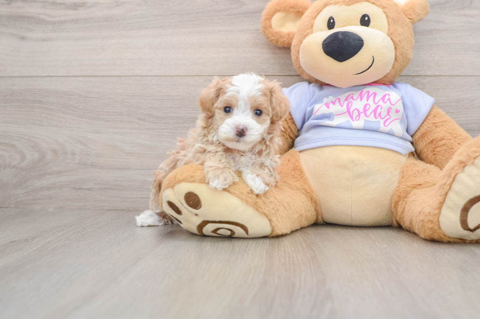 Hypoallergenic Malt Oodle Poodle Mix Puppy