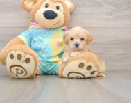 8 week old Maltipoo Puppy For Sale - Premier Pups