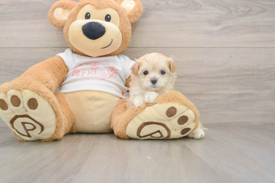 Energetic Malt a Poo Poodle Mix Puppy