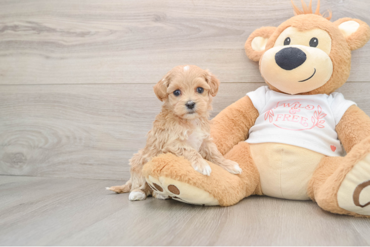 Maltipoo Puppy for Adoption