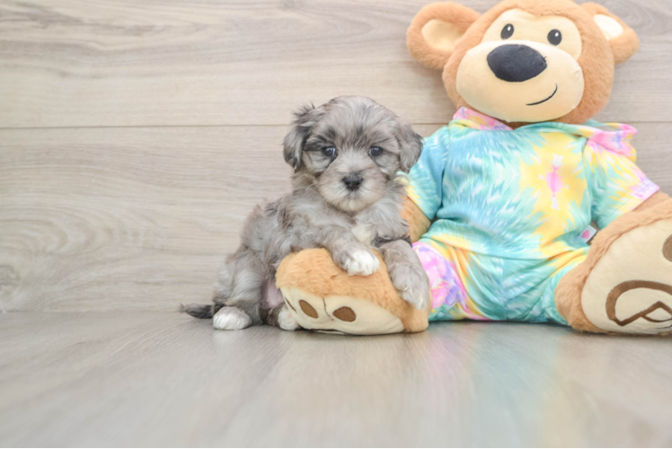 Petite Maltipoo Poodle Mix Pup