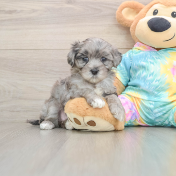 Petite Maltipoo Poodle Mix Pup