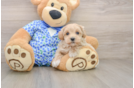 Best Maltipoo Baby