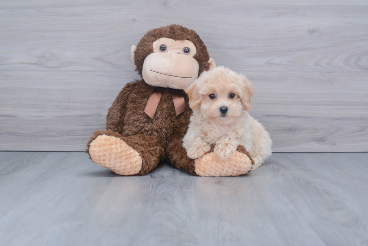 Friendly Maltipoo Baby