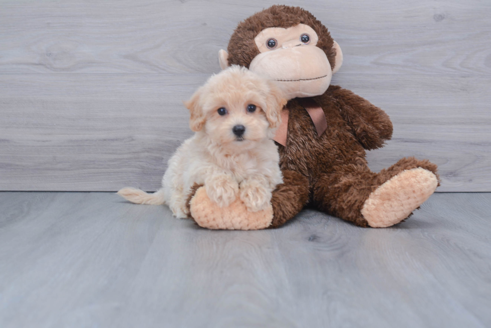 Maltipoo Pup Being Cute