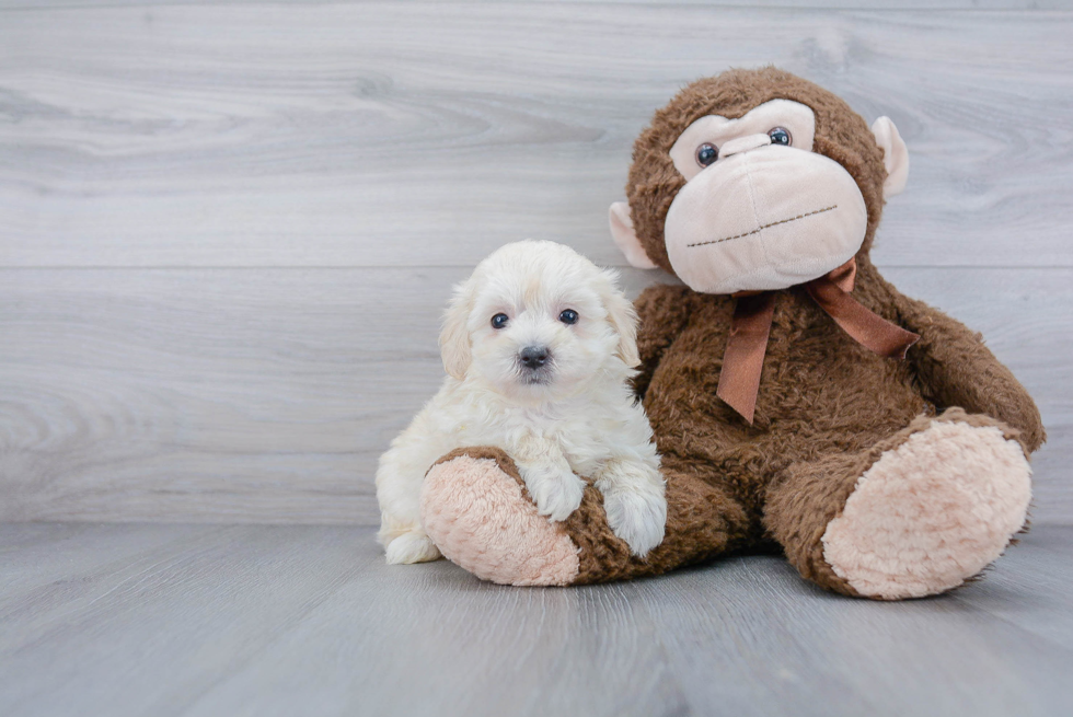 Hypoallergenic Maltepoo Poodle Mix Puppy