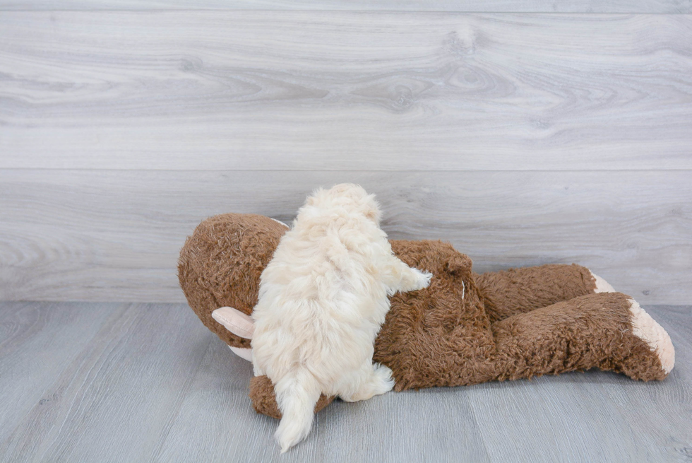 Maltipoo Pup Being Cute