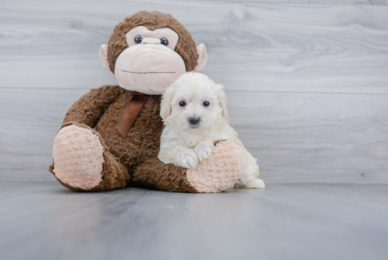 Maltipoo Pup Being Cute