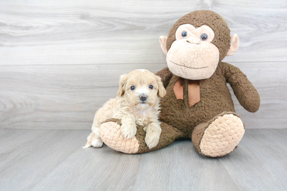 Adorable Maltepoo Poodle Mix Puppy