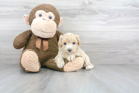 Smart Maltipoo Poodle Mix Pup