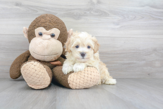 Petite Maltipoo Poodle Mix Pup