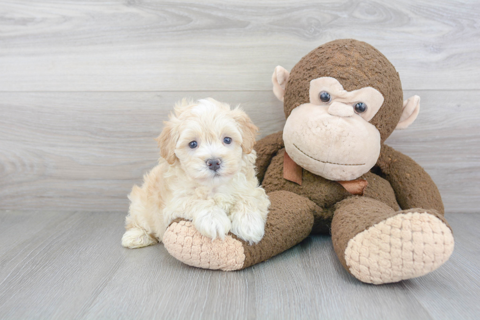 Best Maltipoo Baby