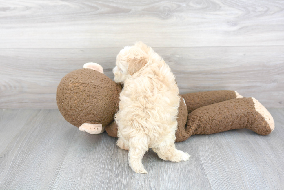 Maltipoo Pup Being Cute