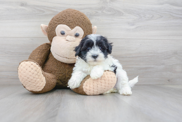 Maltipoo Pup Being Cute