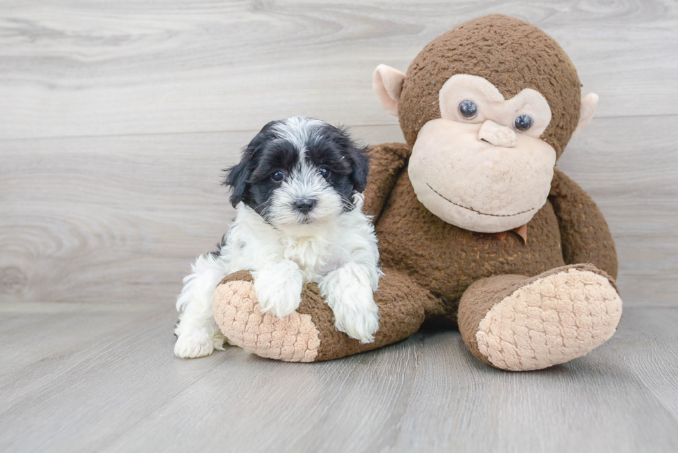 Little Maltese Poodle Poodle Mix Puppy