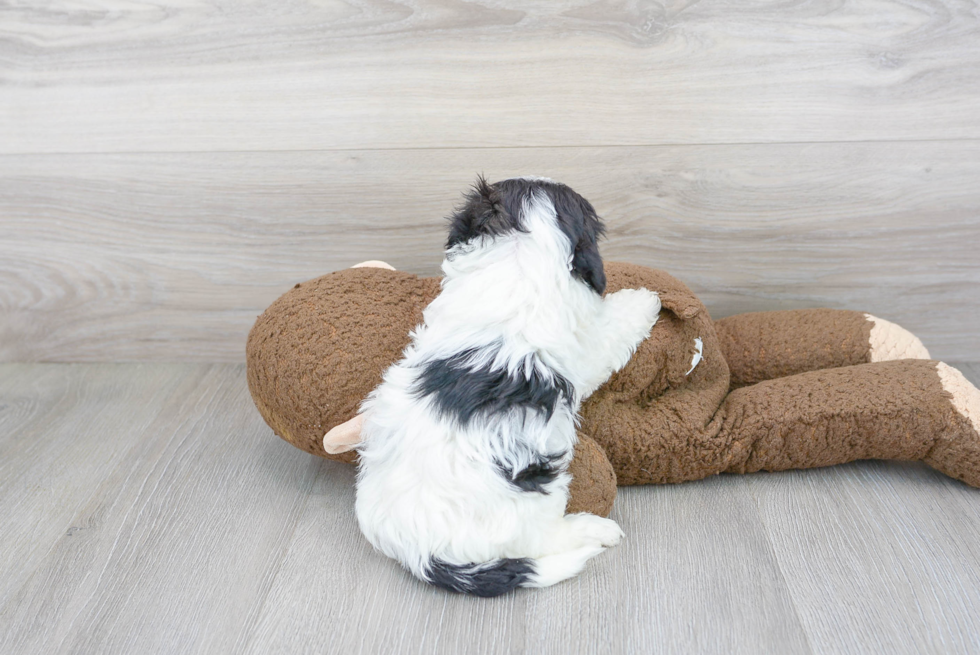 Maltipoo Puppy for Adoption