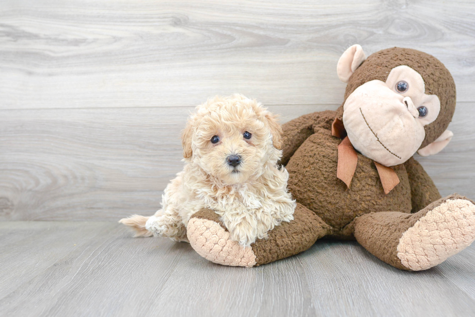 Adorable Maltese Poodle Poodle Mix Puppy