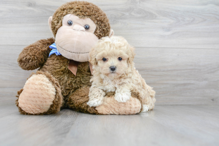 Sweet Maltipoo Baby