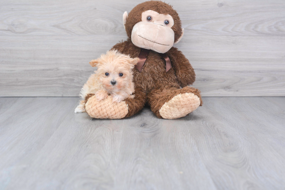 Little Maltese Poodle Poodle Mix Puppy