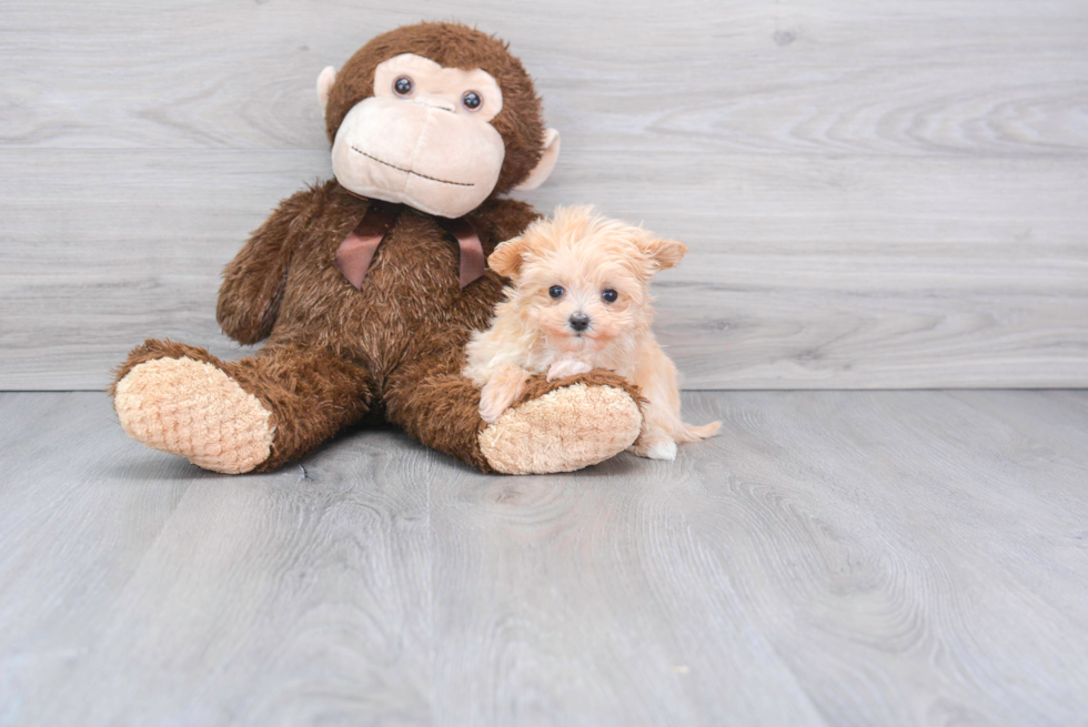 Fluffy Maltipoo Poodle Mix Pup