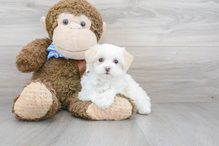 Hypoallergenic Maltepoo Poodle Mix Puppy