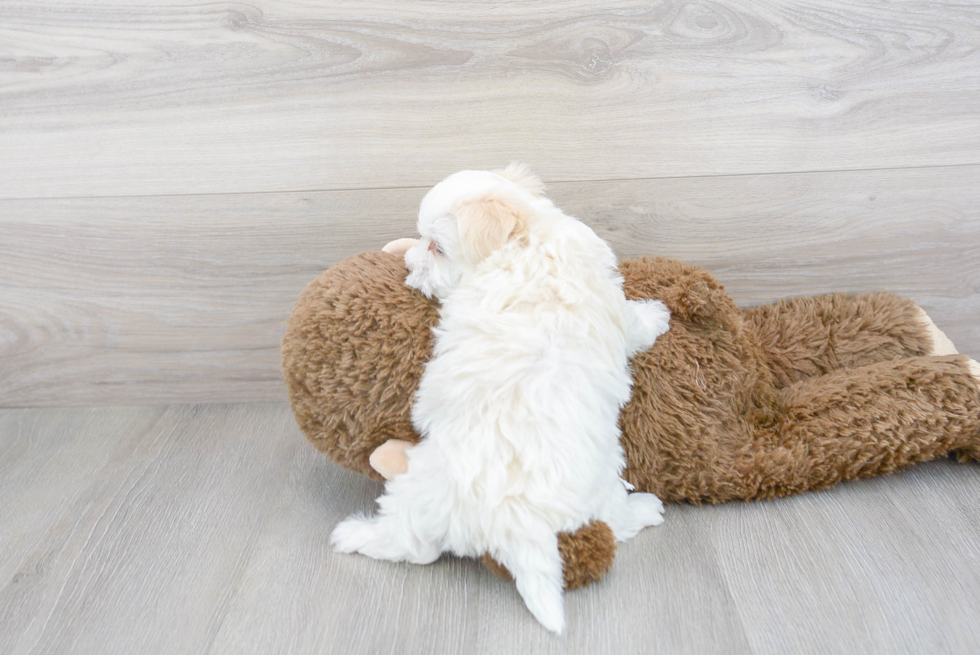 Fluffy Maltipoo Poodle Mix Pup