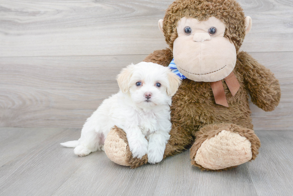 Sweet Maltipoo Baby