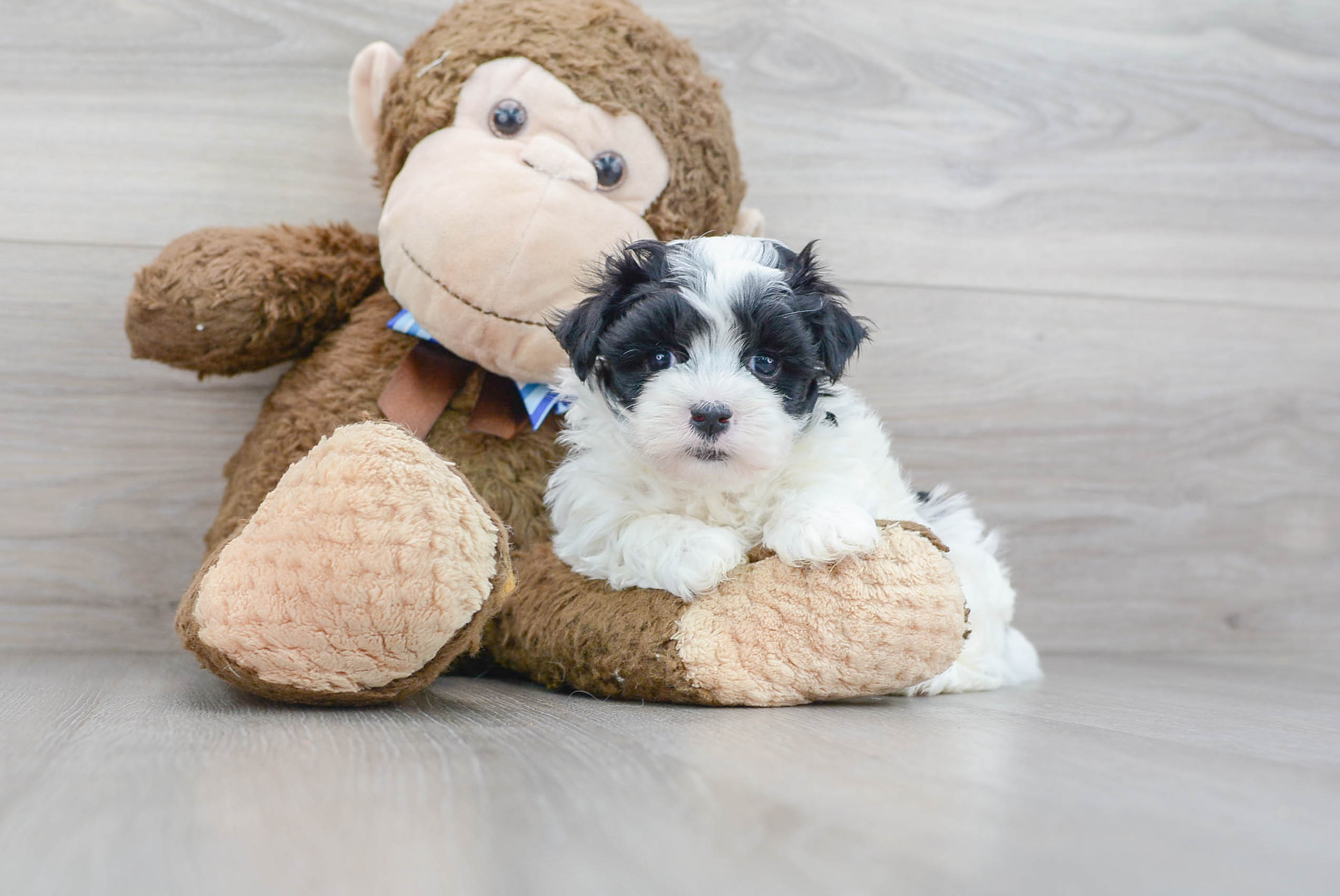 Fluffy Maltipoo Poodle Mix Pup
