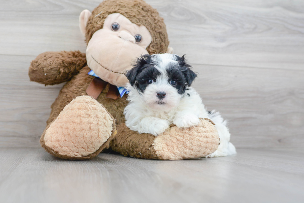 Fluffy Maltipoo Poodle Mix Pup