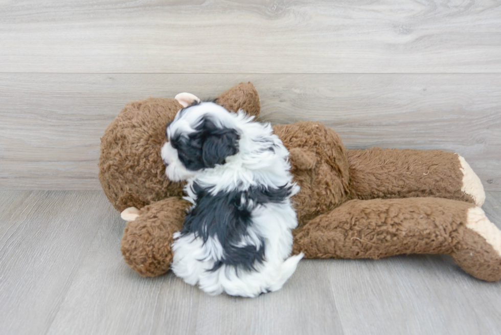 Maltipoo Puppy for Adoption