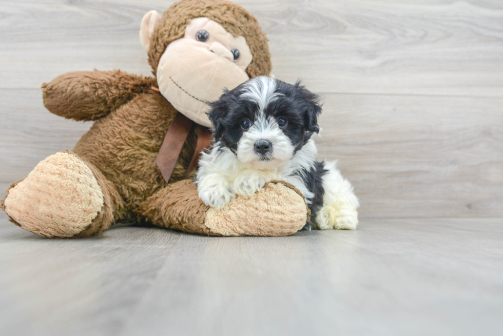 Maltipoo Puppy for Adoption