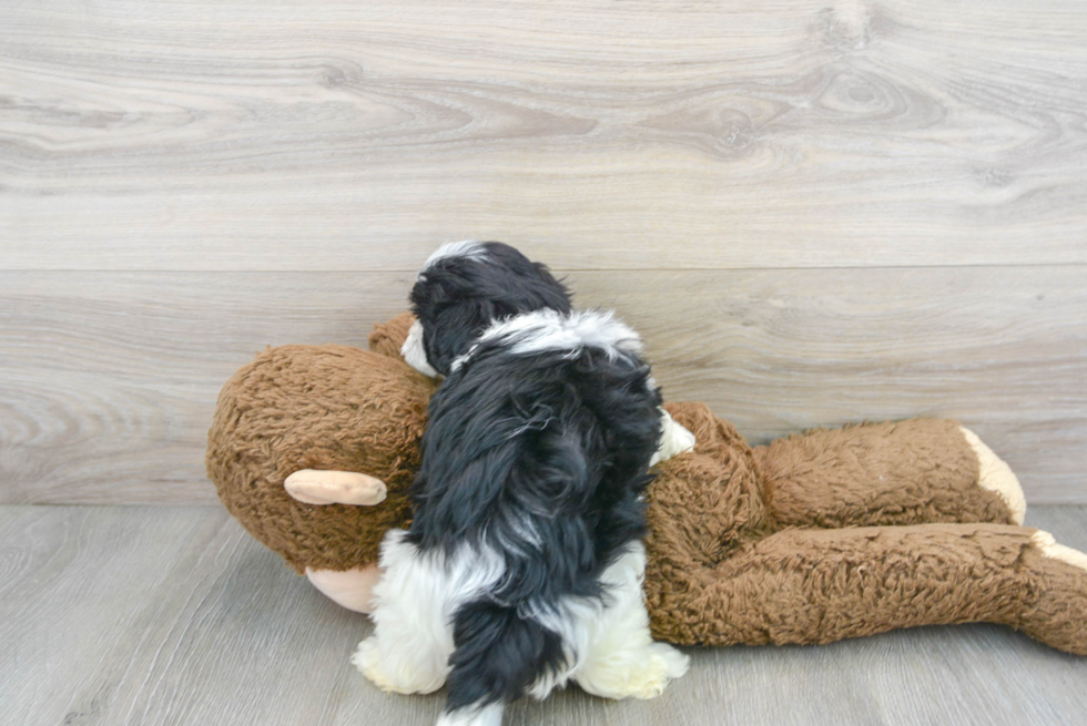 Energetic Maltese Poodle Poodle Mix Puppy