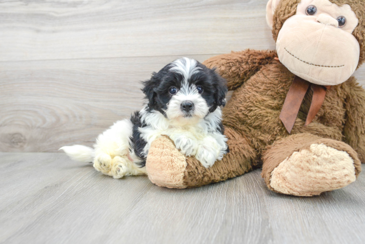 Maltipoo Puppy for Adoption