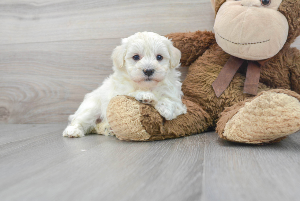 Best Maltipoo Baby