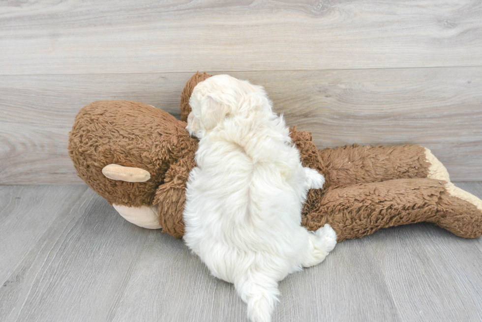 Little Maltepoo Poodle Mix Puppy