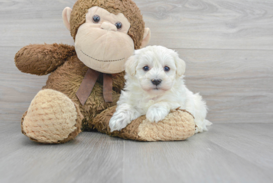 Maltipoo Pup Being Cute