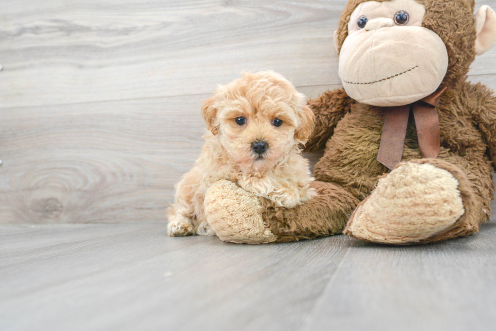 Little Maltese Poodle Poodle Mix Puppy