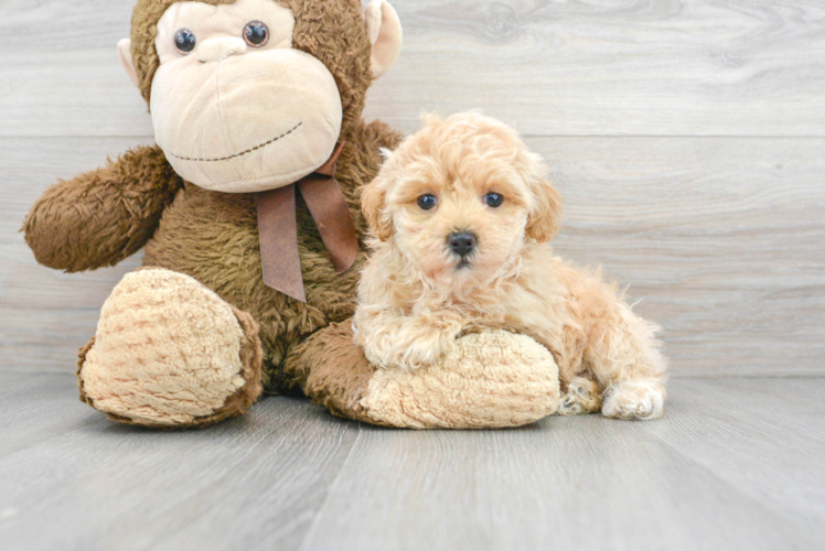 Best Maltipoo Baby