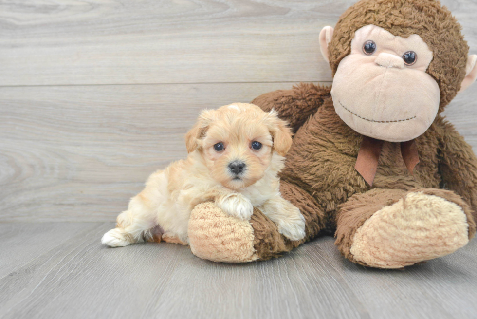 Best Maltipoo Baby