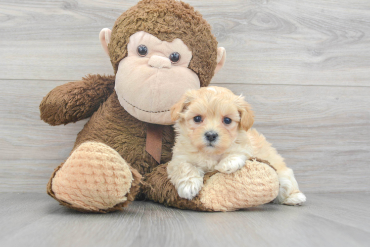 Little Maltepoo Poodle Mix Puppy