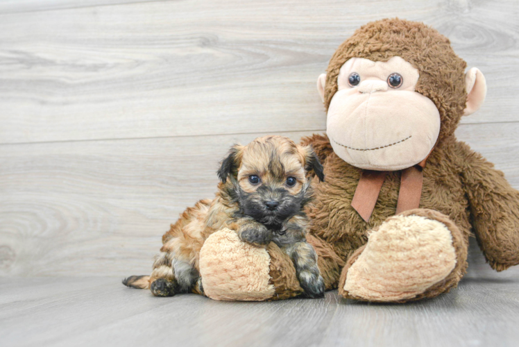 Best Maltipoo Baby