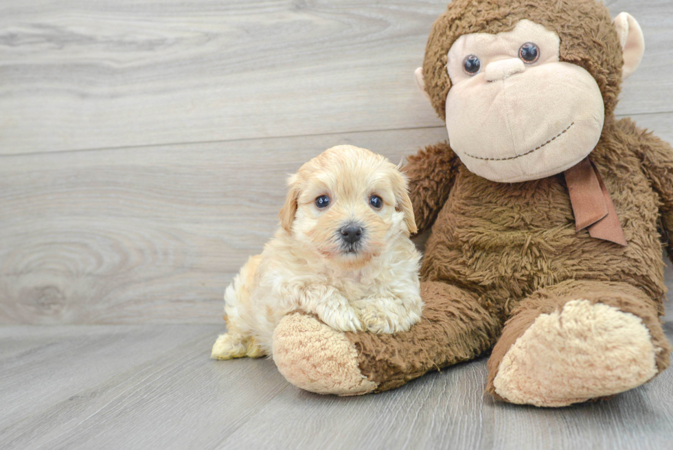 Fluffy Maltipoo Poodle Mix Pup